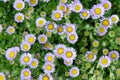 Seaside fleabane Erigeron glaucus lavender-pink flowers